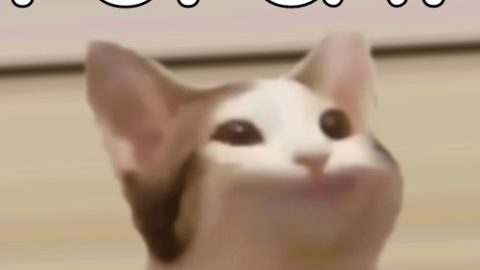 PopCat